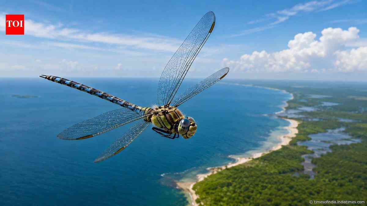 In 2016, Rutgers scientists identified the globe skimmer as the world's longest-flying insect
