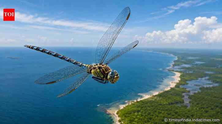 In 2016, Rutgers scientists identified the globe skimmer as the world's longest-flying insect