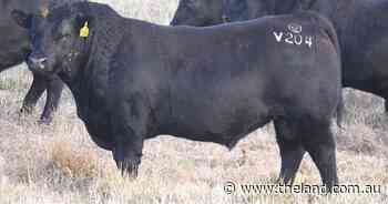 Buyers from five states chase unique Eaglehawk Angus genetics
