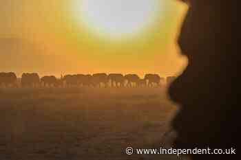 Mystery as fifteen elephants drop dead after eating tomatoes from nearby farms