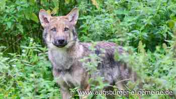 Schafe im Eglinger Moor von Wolf gerissen? Behörde hat jetzt den DNA-Nachweis ausgewertet