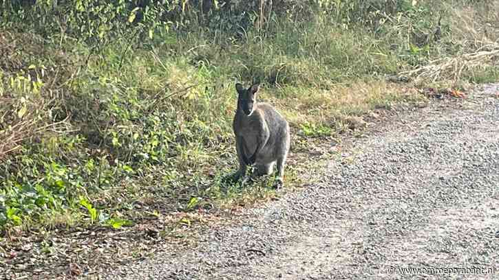 Ontsnapte wallaby hupt rond in Veldhoven: 'Vangen lukt niet'