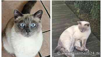 Siam-Kater aus Oberbiberg vermisst: Wer hat ihn gesehen?