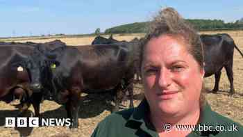 Seaweed keeps cows 'running like F1 engines'