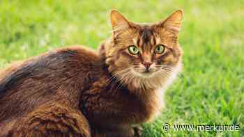 Schön und selten: Alles, was Sie über die Somalikatze wissen müssen