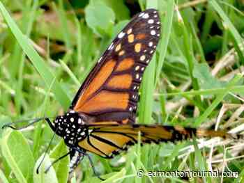 The butterfly effect: Edmontonians asked to join effort to track monarchs