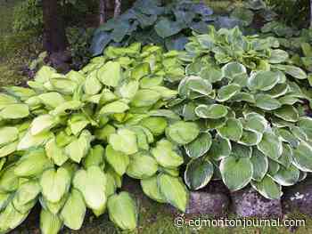 Growing Things: How to solve a problem with my hosta