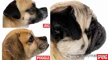 Vets tell Brits to ditch Pugs for Jugs and Puggles: Crossbreeds have the same lovable personalities as flat-faced breeds - but a fraction of the health problems