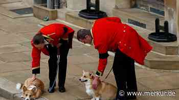 Eigener Koch und Privat-Aufzug: Queen Elizabeth II. behandelte ihre Hunde wie echte Royals