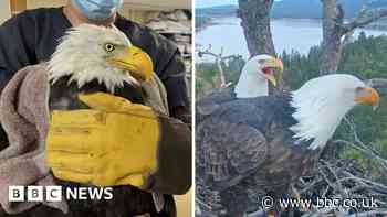 Where is Jackie? Beloved live cam eagle in critical condition