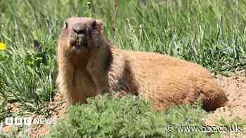 Marmots facing money troubles turn to OnlyFans