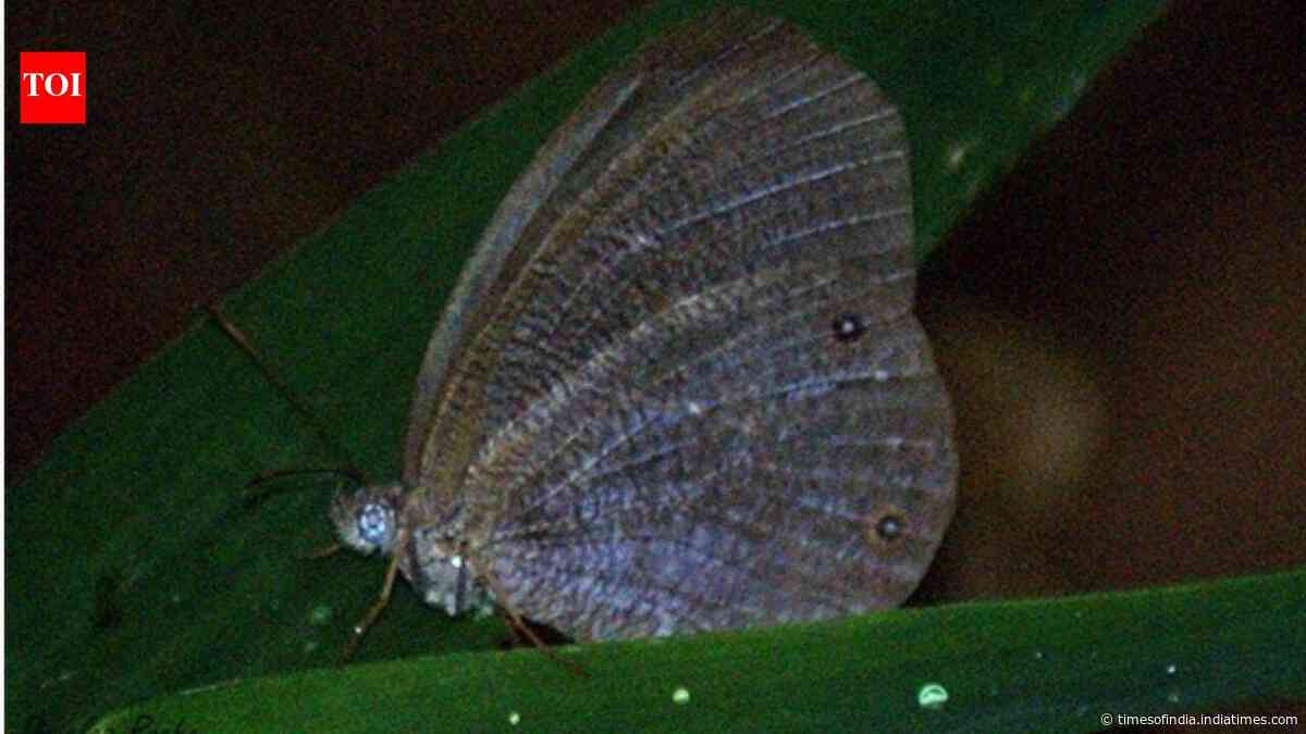 Study finds climate and extreme weather are pushing butterflies to change habitats worldwide