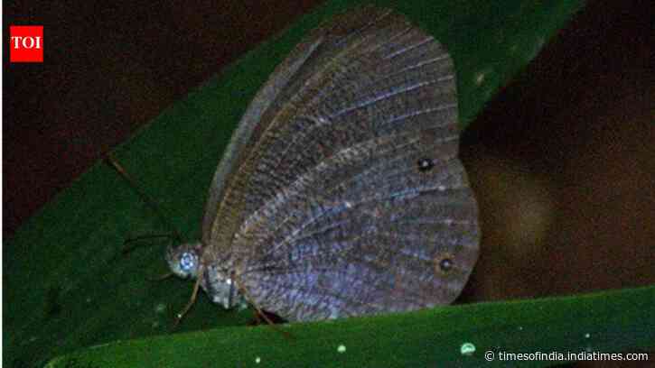 Study finds climate and extreme weather are pushing butterflies to change habitats worldwide