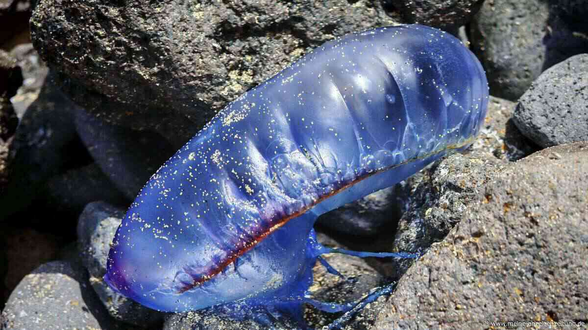 Portugiesische Galeeren breiten sich in Spanien aus: Was tun bei einer Stichverletzung?