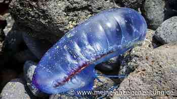 Portugiesische Galeeren breiten sich in Spanien aus: Was tun bei einer Stichverletzung?