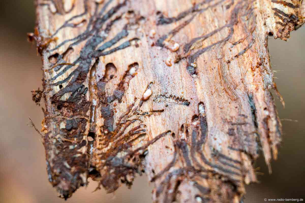 Wälder unter Druck – das sind die aktuellen Gefahren