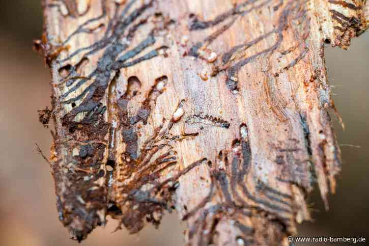 Wälder unter Druck – das sind die aktuellen Gefahren