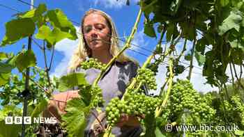 Winemakers prosper but veg farms wilt in the drought