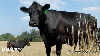 US beef prices have soared but farmers aren't making more money