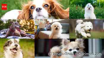 7 Dog breeds that make great companions for seniors