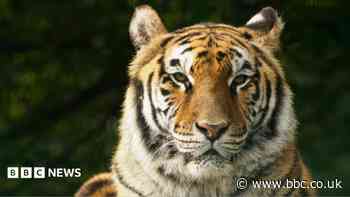 Limping tiger rescued from circus put to sleep