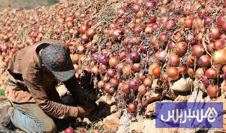 ارتفاع الحرارة وشح مياه الري يهددان إنتاج البصل قبيل مرحلة التسويق
