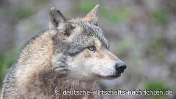 Europas zweiter Verfassungszusatz: Warum der Wolf zur politischen Waffe wird