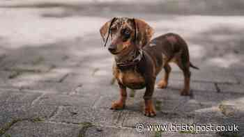 Seven dog illnesses that can be caused by poor nutrition
