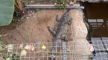Crocodile enclosure at zoo 'near empty' after boy injured