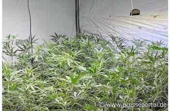 POL-REK: 260807-2: Polizeikräfte stellten über 900 Cannabispflanzen sicher