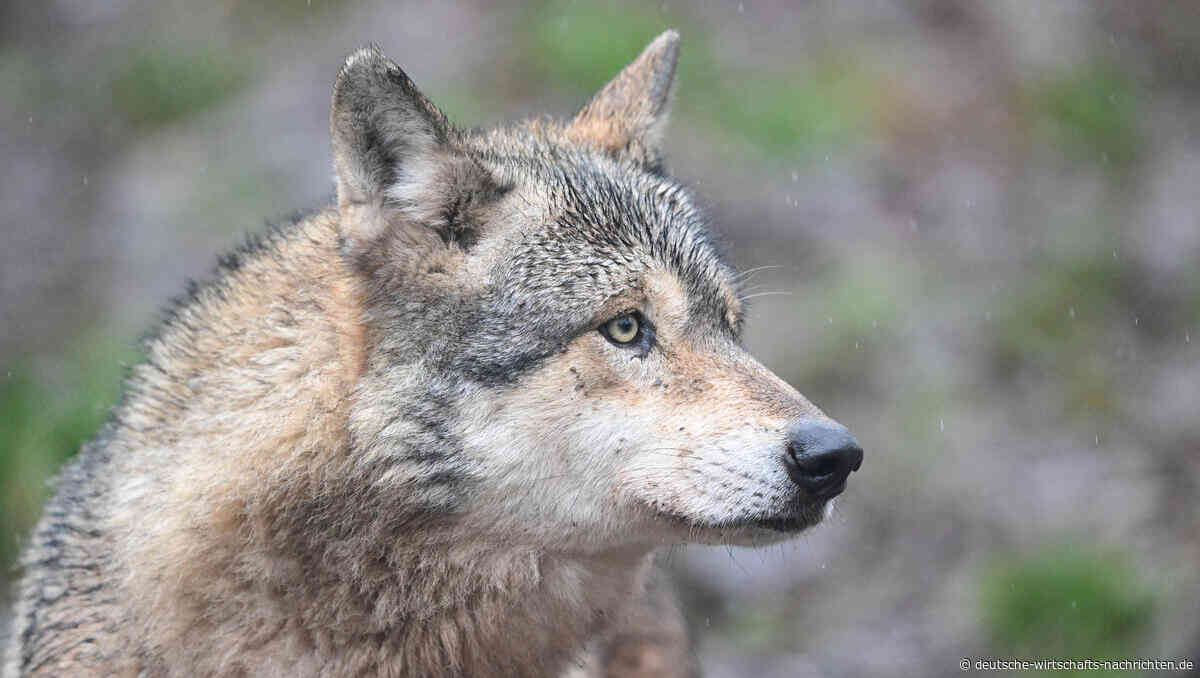 Europas zweiter Verfassungszusatz: Warum der Wolf zur politischen Waffe wird