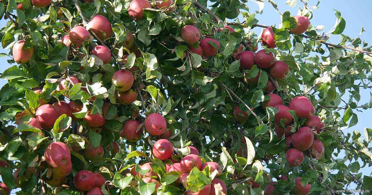 Bad Staffelstein: Alte Apfel- und Birnbäume gesucht