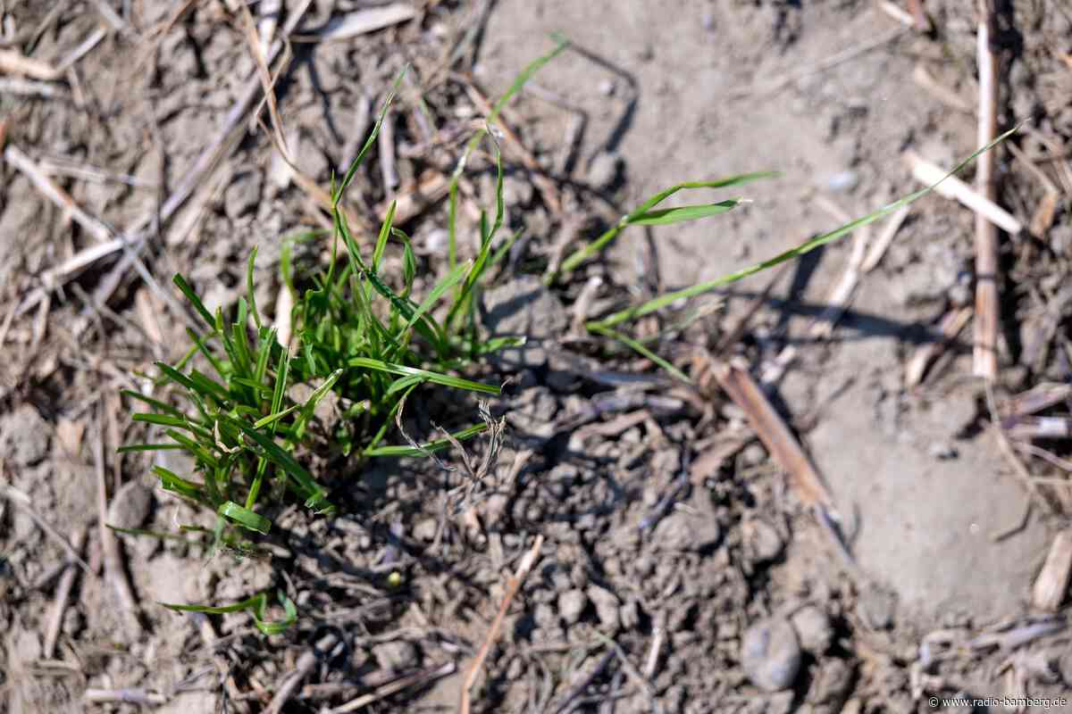 Bayern lockert wegen Dürre Regeln für Bio-Tierhaltung