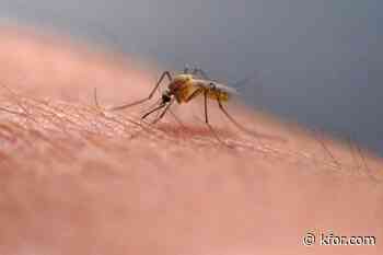 First locally acquired dengue virus case reported in Virginia