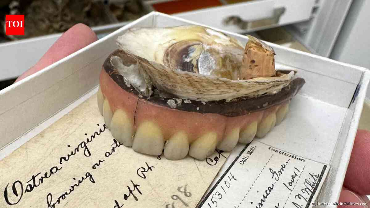 In 1898, Chesapeake Bay was so full of oysters that one grew on a lost set of dentures