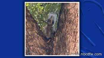 Raccoon in Dallas saved after mayonnaise jar was stuck on her head for days
