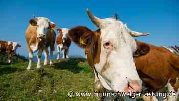 Dürre in den Alpen: Bauern beklagen „zu wenig Wasser für unsere Kühe“