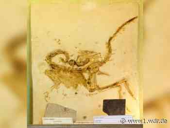 Fossilien aus Museum der Universität Bonn gestohlen