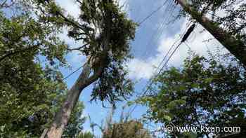 Austin homeowner sues city over $8,800 tree-trimming fee, citing constitutional rights