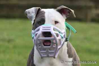 Why Do We Still Shame Muzzled Dogs? Here's How Public Misconceptions Harm Responsible Owners and Their Pets