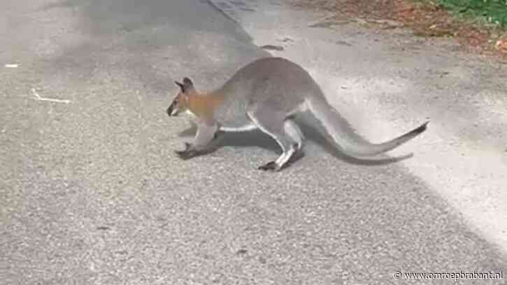 Zomervakantie in het AZC en een ontsnapte wallaby: dit mag je niet missen