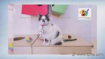 Animal Humane New Mexico raising funds to upgrade its cat condos