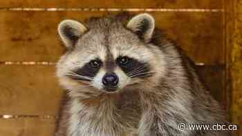 More Quebec municipalities banned from transporting wildlife due to raccoon rabies