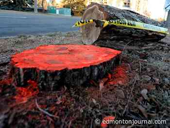 Edmonton discovers two more cases of Dutch elm disease, marking 16 cases since 2024