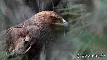 War Monate bei Vogelschmugglern: Entführter Kaiseradler "Feliks" ist zurück in Serbien