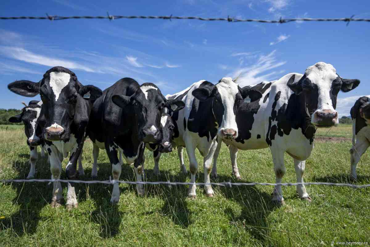 Dairy farmers warn against concessions as U.S. tariff deadline looms