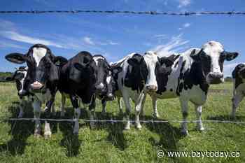 Dairy farmers warn against concessions as U.S. tariff deadline looms