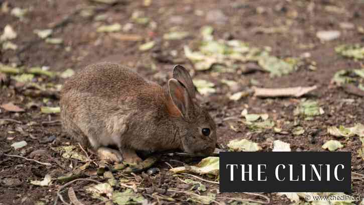 ¿Qué pasó con los conejos de Las Condes? Vecinos denuncian una “masacre” tras intervención con maquinaria pesada en polémico terreno baldío