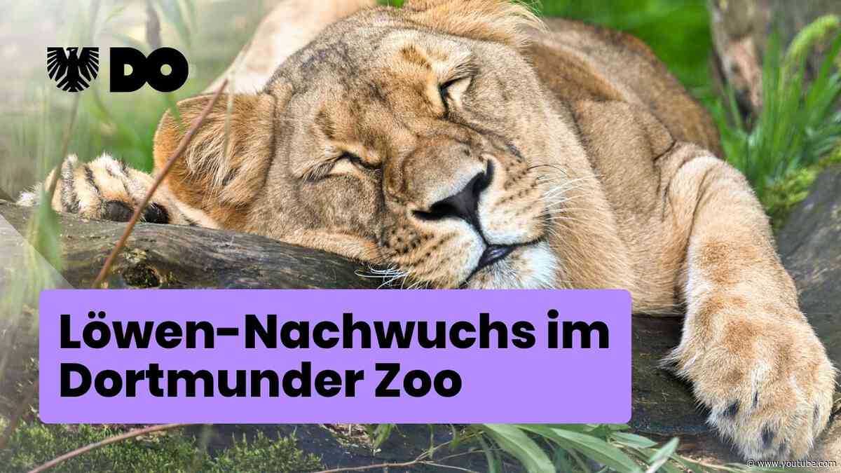 Löwen-Nachwuchs im Dortmunder Zoo