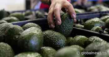 Canada’s avocado supply not impacted by U.S. pause on Mexico inspections